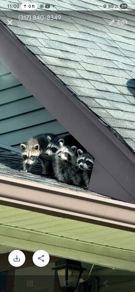 Raccoon Removal Edmond