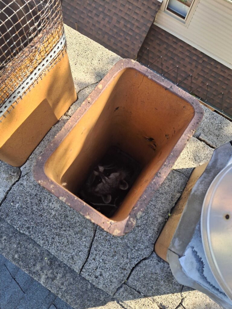 Raccoon Removal Edmond