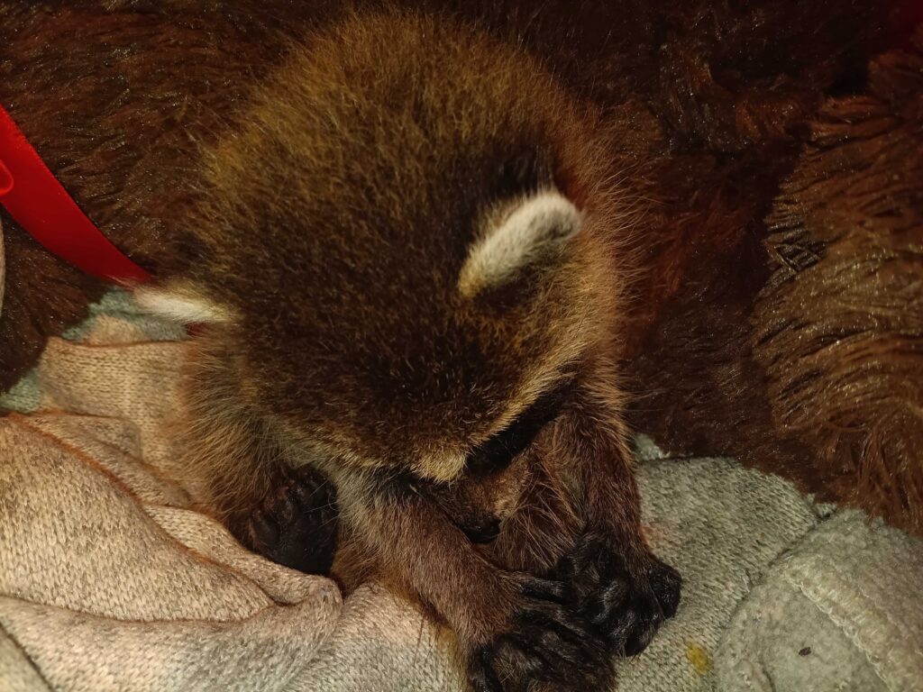 Raccoon Removal Edmond