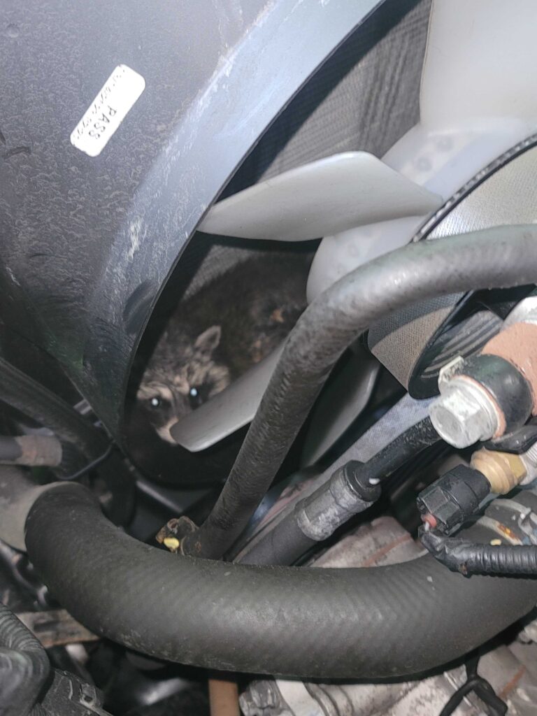 Raccoon Removal Edmond
