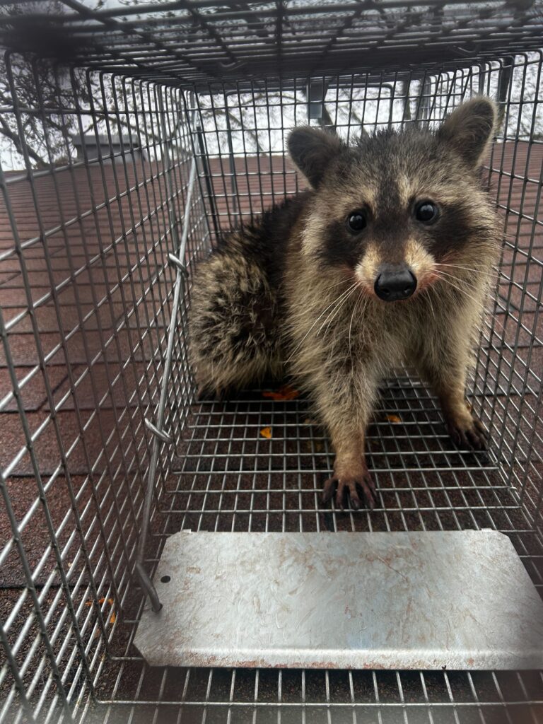 Raccoon Removal Edmond