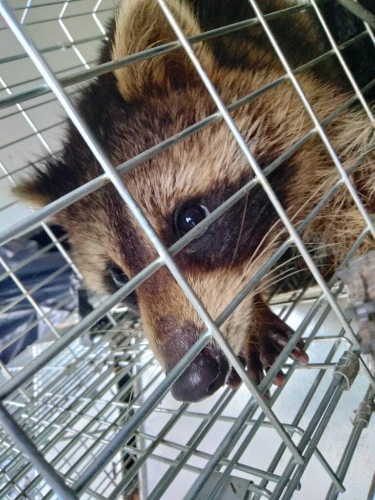 Raccoon Removal Edmond