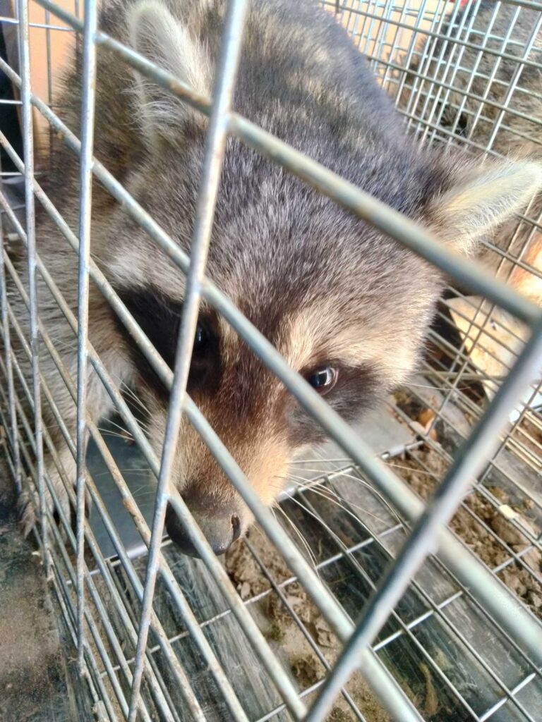 Raccoon Removal Edmond